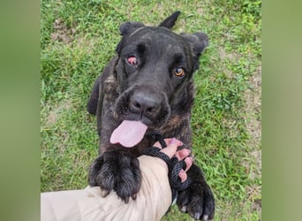 Gustav ein großer Bub