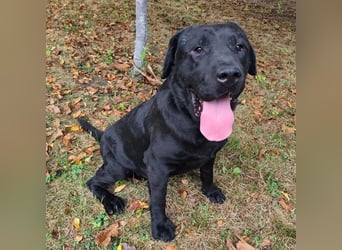 Joey ist traurig Joey ist traurig