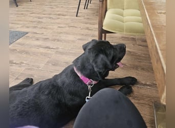 Joey ist traurig Joey ist traurig