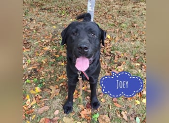 Joey ist traurig Joey ist traurig