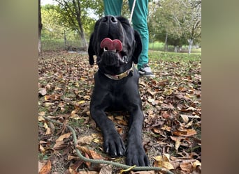 Luna-Nera eine Hündin zum richtig lieb haben