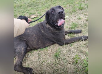 Gustav ein großer Bub