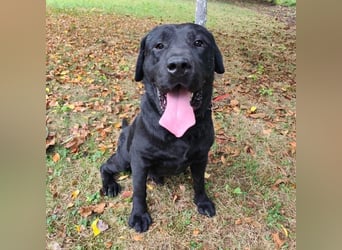 Joey ist traurig Joey ist traurig