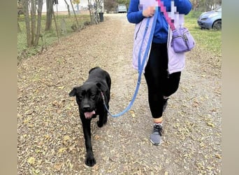 Joey ist traurig Joey ist traurig