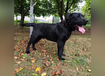 Joey ist traurig Joey ist traurig