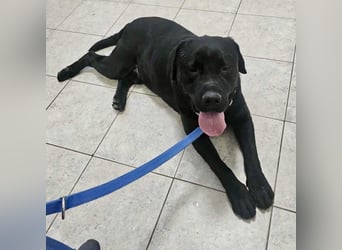 Joey ist traurig Joey ist traurig