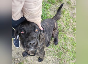 Gustav ein großer Bub