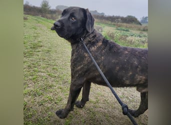 Gustav ein großer Bub