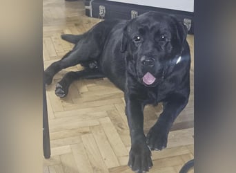 Joey ist traurig Joey ist traurig