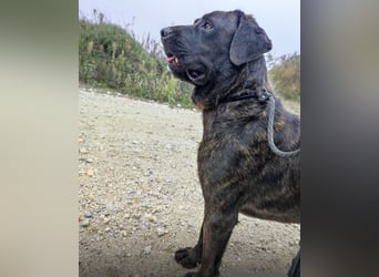 Gustav ein großer Bub