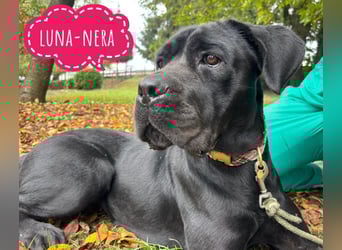 Luna-Nera eine Hündin zum richtig lieb haben