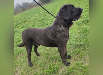 Gustav ein großer Bub