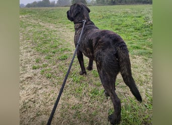 Gustav ein großer Bub