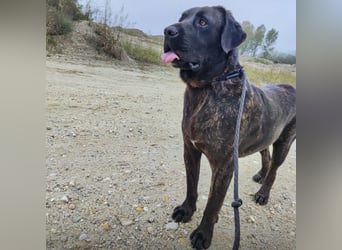 Gustav ein großer Bub