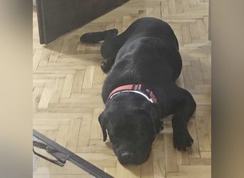 Joey ist traurig Joey ist traurig