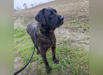 Gustav ein großer Bub