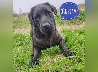 Gustav ein großer Bub