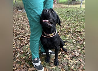 Luna-Nera eine Hündin zum richtig lieb haben