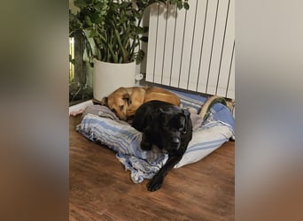 Arena auf Pflegestelle in 88273 Fronreute sucht ihr Zuhause