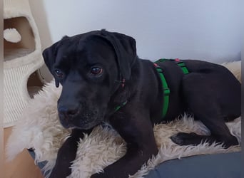 Arena auf Pflegestelle in 88273 Fronreute sucht ihr Zuhause