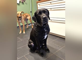 Arena auf Pflegestelle in 88273 Fronreute sucht ihr Zuhause