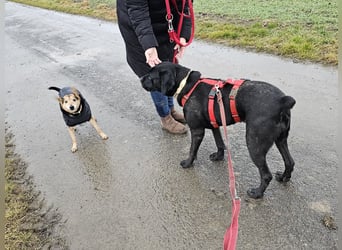 Arena auf Pflegestelle in 88273 Fronreute sucht ihr Zuhause