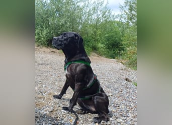 Arena auf Pflegestelle in 88273 Fronreute sucht ihr Zuhause