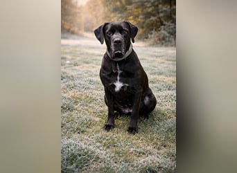 Arena auf Pflegestelle in 88273 Fronreute sucht ihr Zuhause