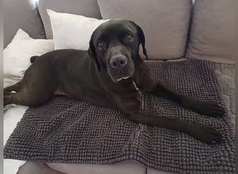 Arena auf Pflegestelle in 88273 Fronreute sucht ihr Zuhause