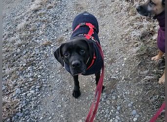 Arena auf Pflegestelle in 88273 Fronreute sucht ihr Zuhause