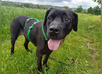 Arena auf Pflegestelle in 88273 Fronreute sucht ihr Zuhause