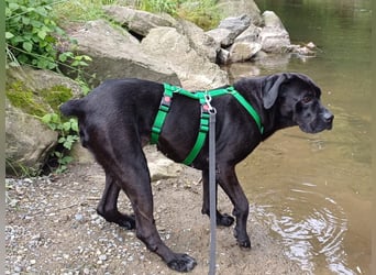 Arena auf Pflegestelle in 88273 Fronreute sucht ihr Zuhause