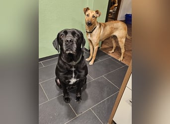 Arena auf Pflegestelle in 88273 Fronreute sucht ihr Zuhause