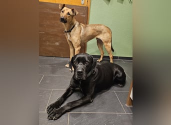 Arena auf Pflegestelle in 88273 Fronreute sucht ihr Zuhause