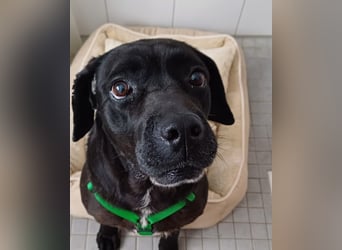 Arena auf Pflegestelle in 88273 Fronreute sucht ihr Zuhause