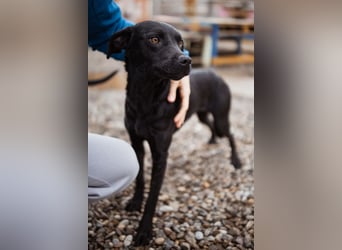 Ivy ❤️ sanfte, freundliche junge Hündin