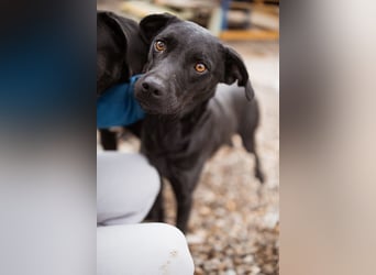 Ivy ❤️ sanfte, freundliche junge Hündin