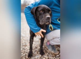 Debby ❤️ anhängliche, neugierige Hündin