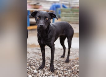 Ivy ❤️ sanfte, freundliche junge Hündin