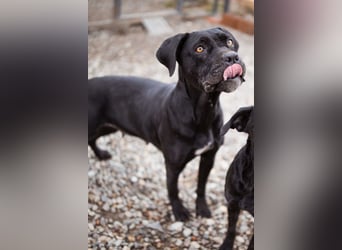 Debby ❤️ anhängliche, neugierige Hündin