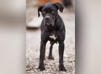 Debby ❤️ anhängliche, neugierige Hündin