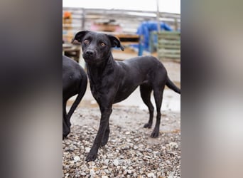 Ivy ❤️ sanfte, freundliche junge Hündin