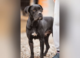 Debby ❤️ anhängliche, neugierige Hündin