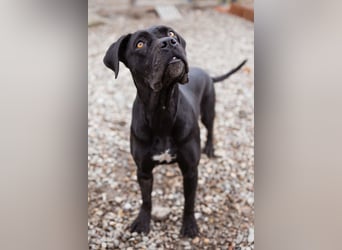 Debby ❤️ anhängliche, neugierige Hündin