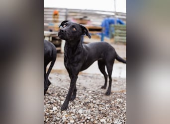 Ivy ❤️ sanfte, freundliche junge Hündin