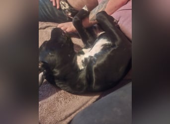 Rhodesian Ridgeback/ Cane Corso Mix