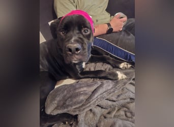 Rhodesian Ridgeback/ Cane Corso Mix