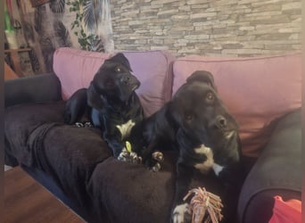 Rhodesian Ridgeback/ Cane Corso Mix