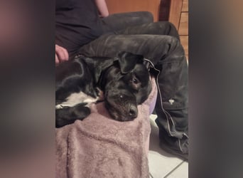 Rhodesian Ridgeback/ Cane Corso Mix