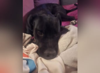 Rhodesian Ridgeback/ Cane Corso Mix